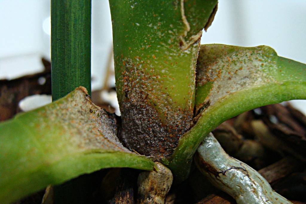 Что делать, если в грунте орхидей завелись белые жучки и другие насекомые, и стоит ли волноваться из-за этого?
