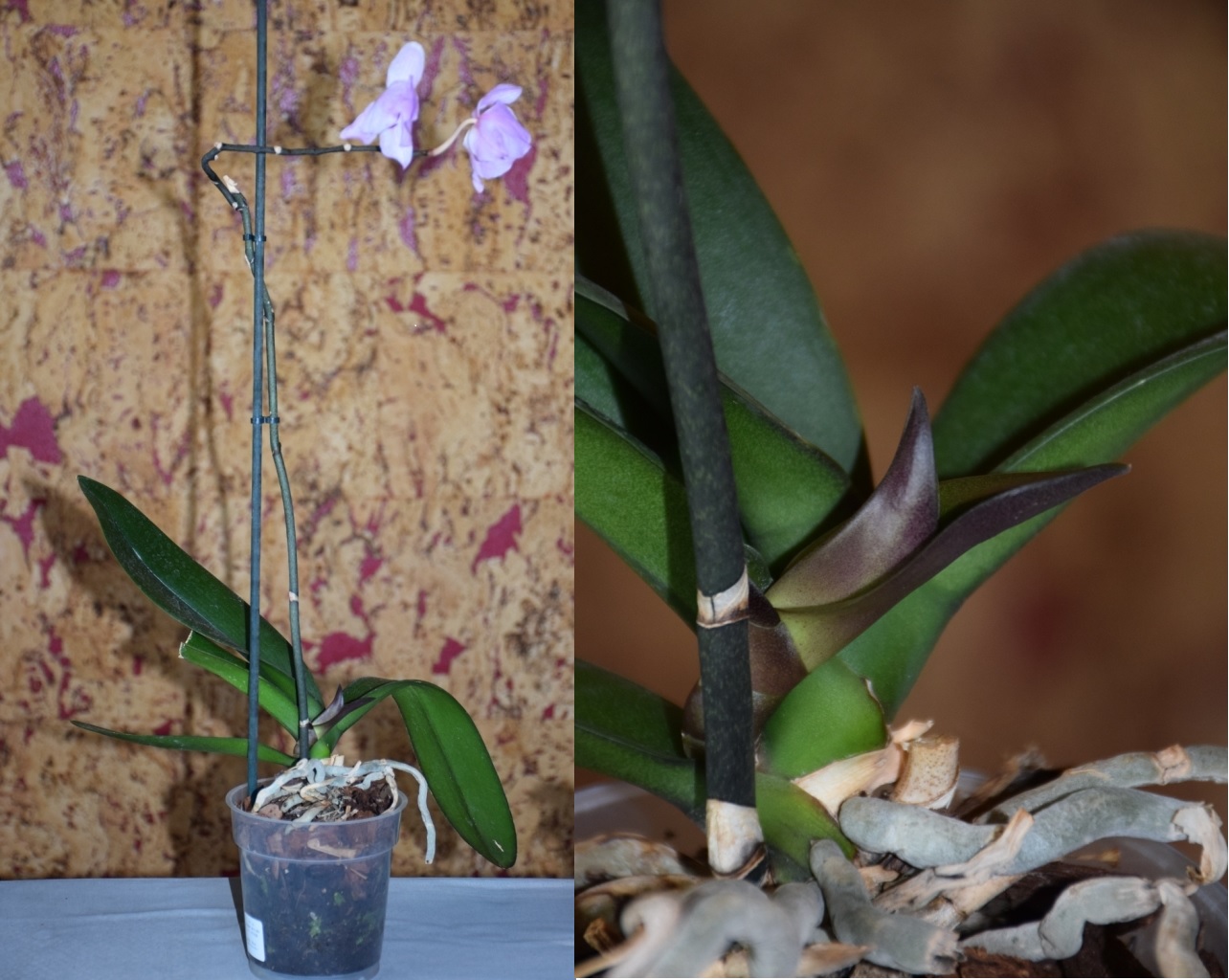 Отцвела орхидея: что делать со стрелкой