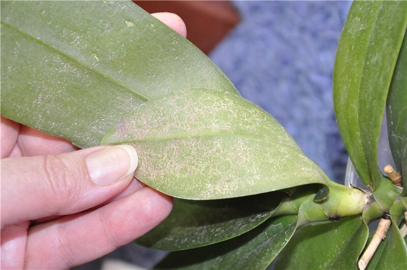 У орхидеи мягкие листья. почему это происходит и как спасти растение?