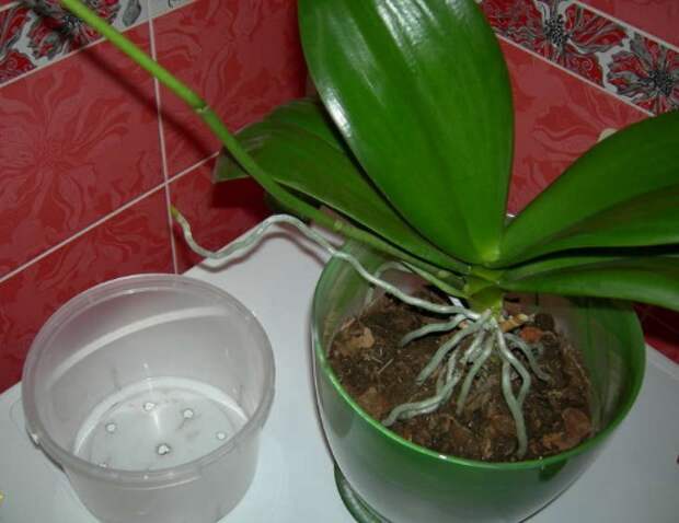 Почему не цветут орхидеи фаленопсис и как заставить растение цвести?
