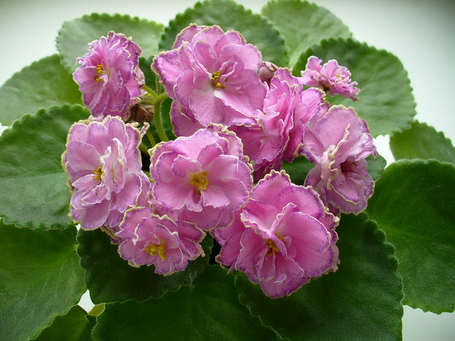 Топ-15 голубые и синие фиалки описание сортов |floravdome.ru