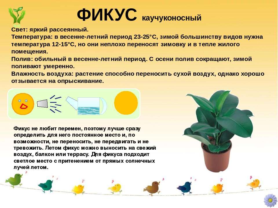 Особенности ухода за фиалками: выращиваем растение в домашних условиях
