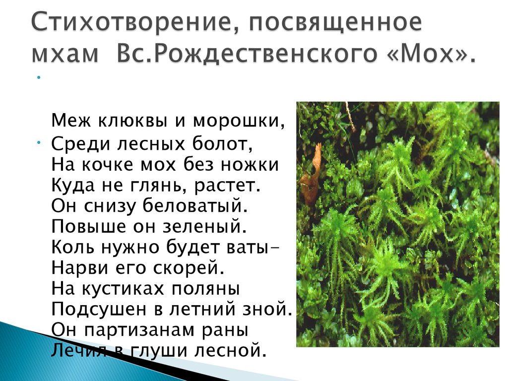 Сфагнум к какой группе. Лесной мох сфагнум. Доклад про мхи. Стихотворение про мох. Маленький доклад про мох.