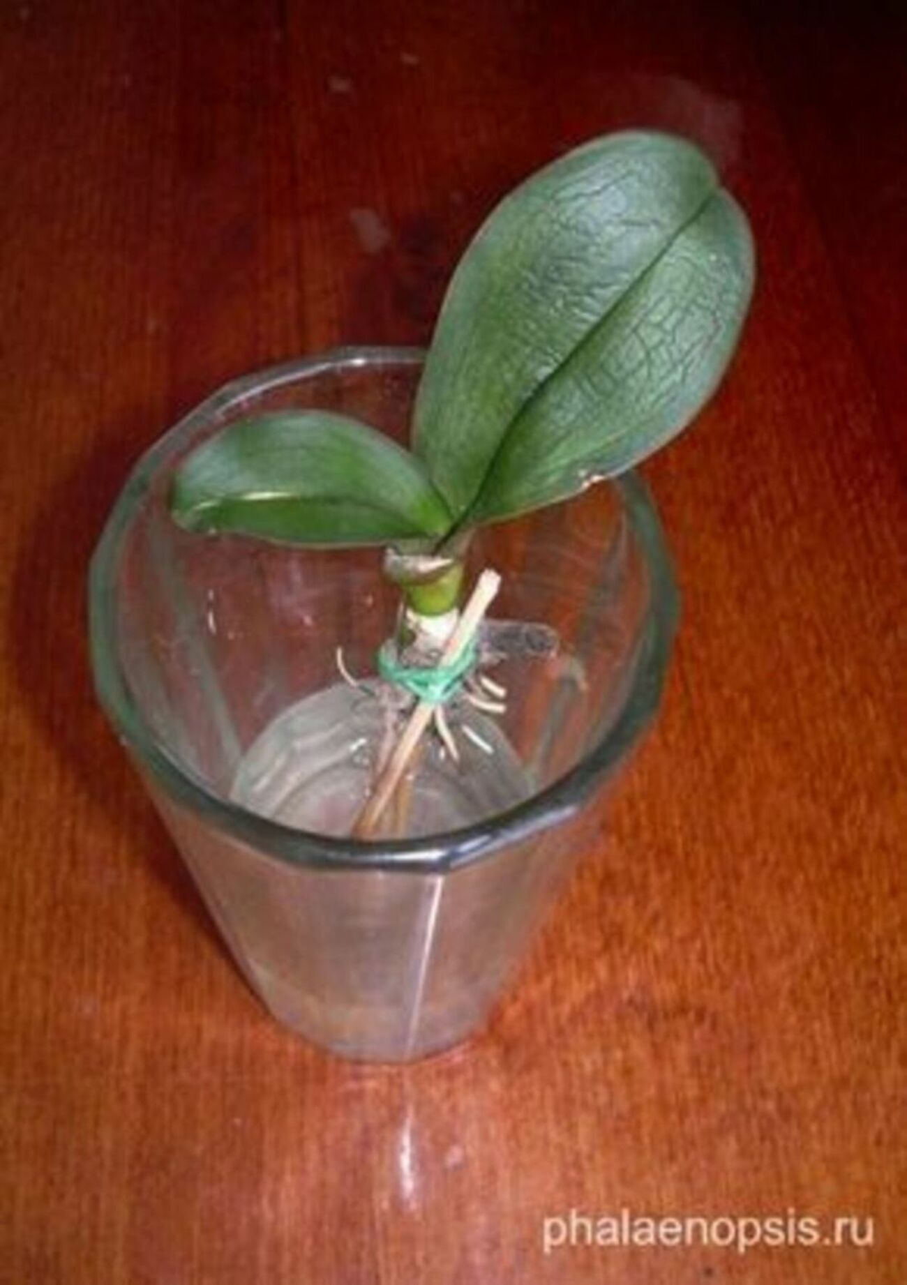 Орхидея Растущая В Воде