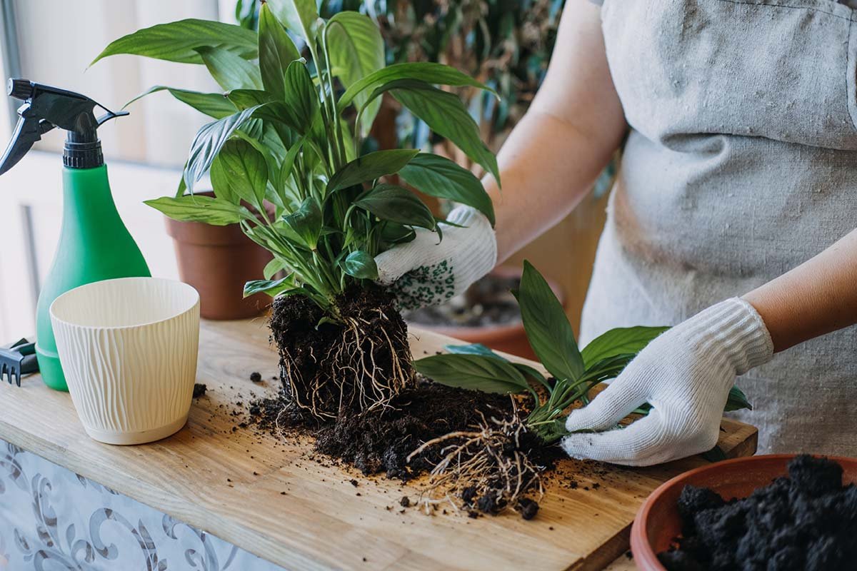 Размножение и уход за фиалкой в домашних условиях: как посадить листом комнатные цветы, фото и видео от специалистов