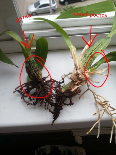Нужно ли удалять корни. Орхидея Камбрия корешки. Корни орхидеи. Обстригаем корни орхидеи. Корни спатифиллума.