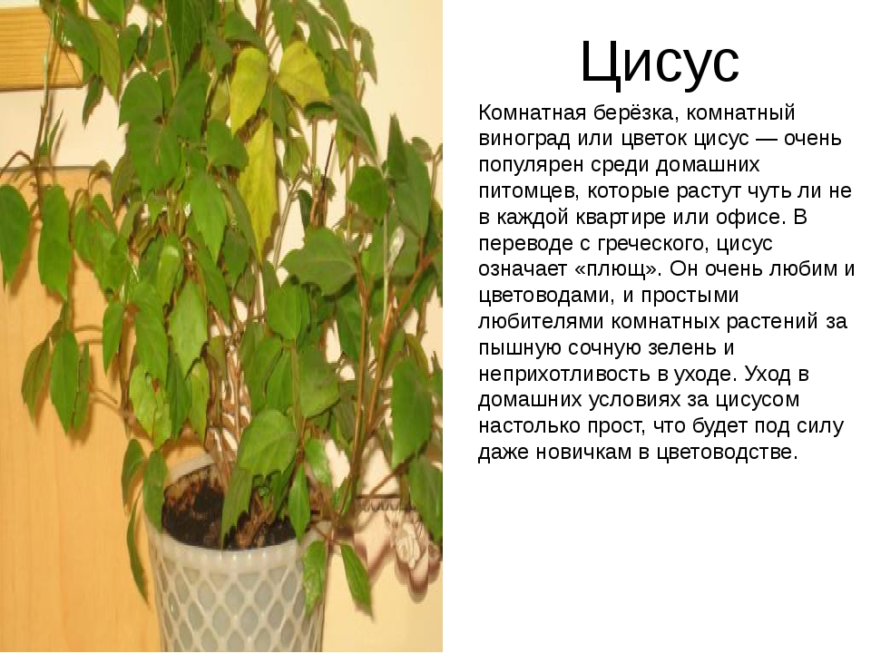 Растение березка комнатное уход в домашних условиях фото