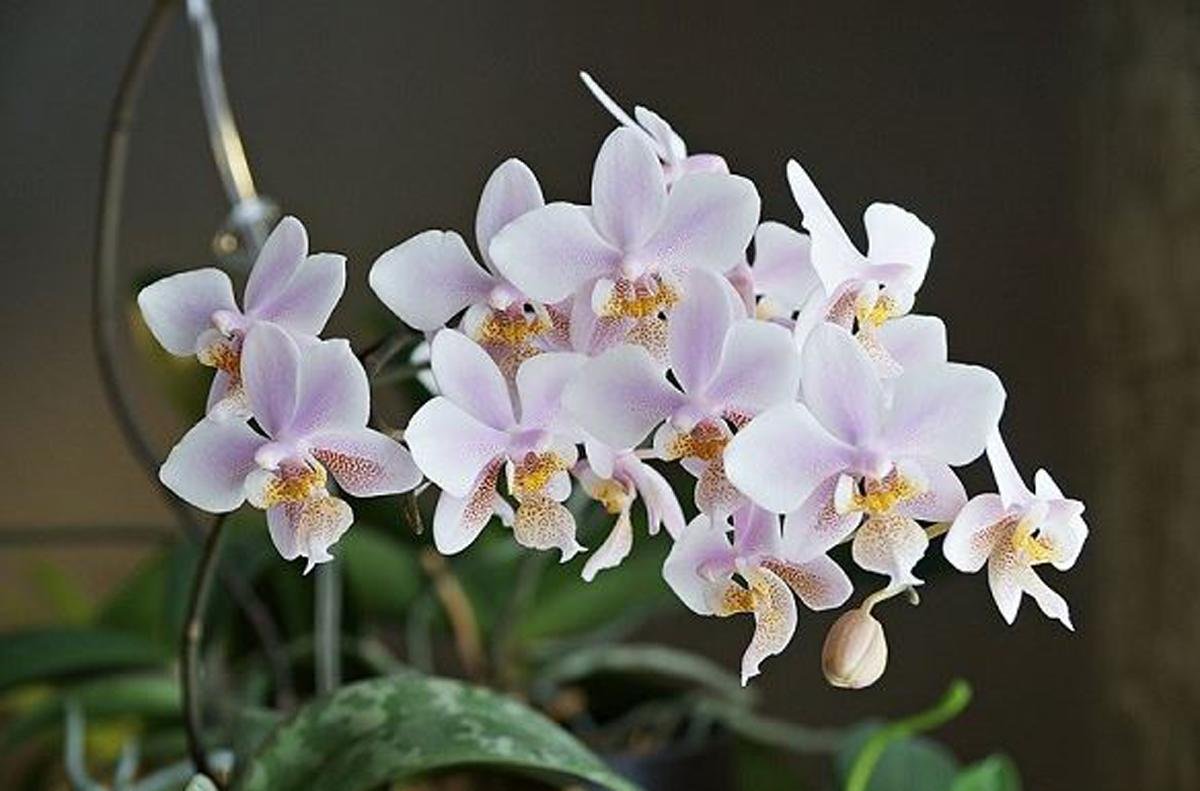 Орхидея ванда: особенности посадки, размножения и ухода