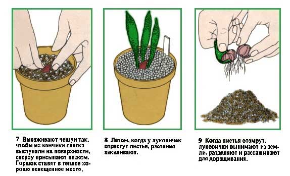 Правильный уход и выращивание ардизии в домашних условиях: фото и подробные инструкции