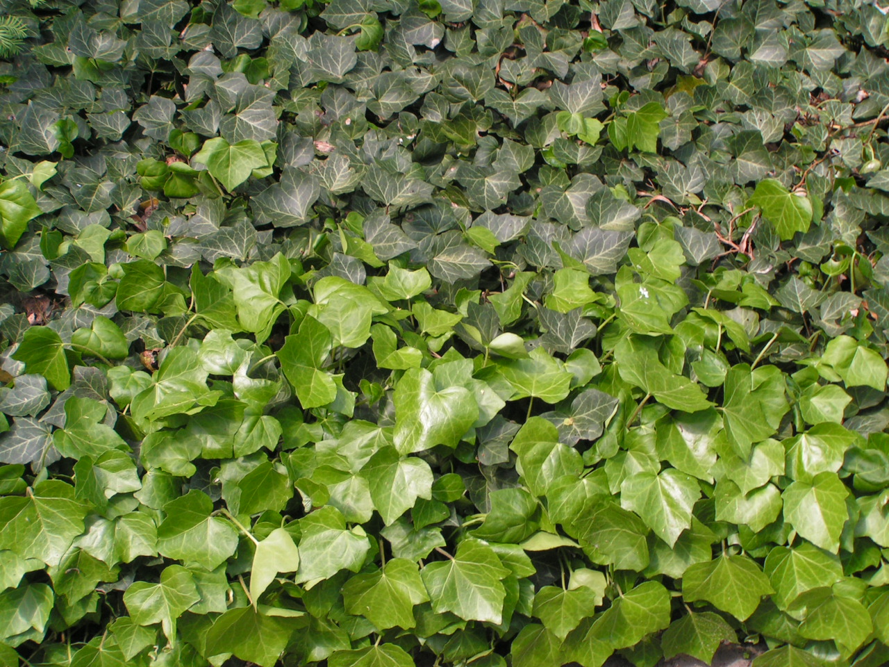 Плющ садовый вечнозеленый морозостойкий фото