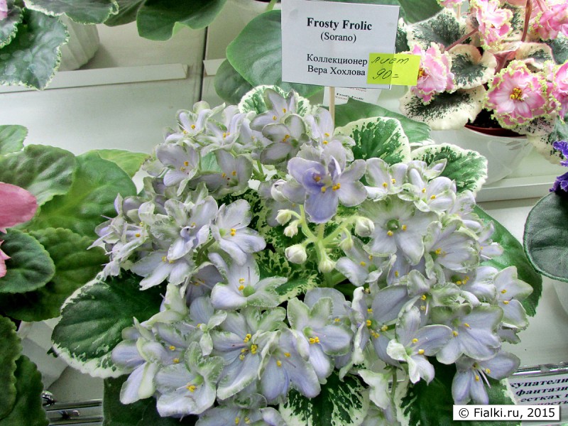 Фиалка frosty frolic (l. lyon): фото и описание сорта