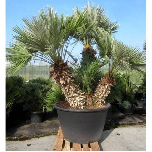 ✅ выращивание пальмы хамеропс в домашних условиях - сад62.рф