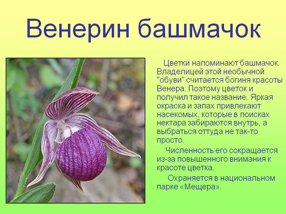 Пафиопедилум: уход, размножение и виды