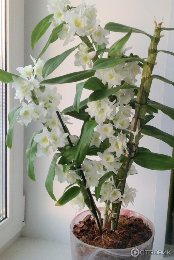 Dendrobium nobile уход в домашних условиях фото
