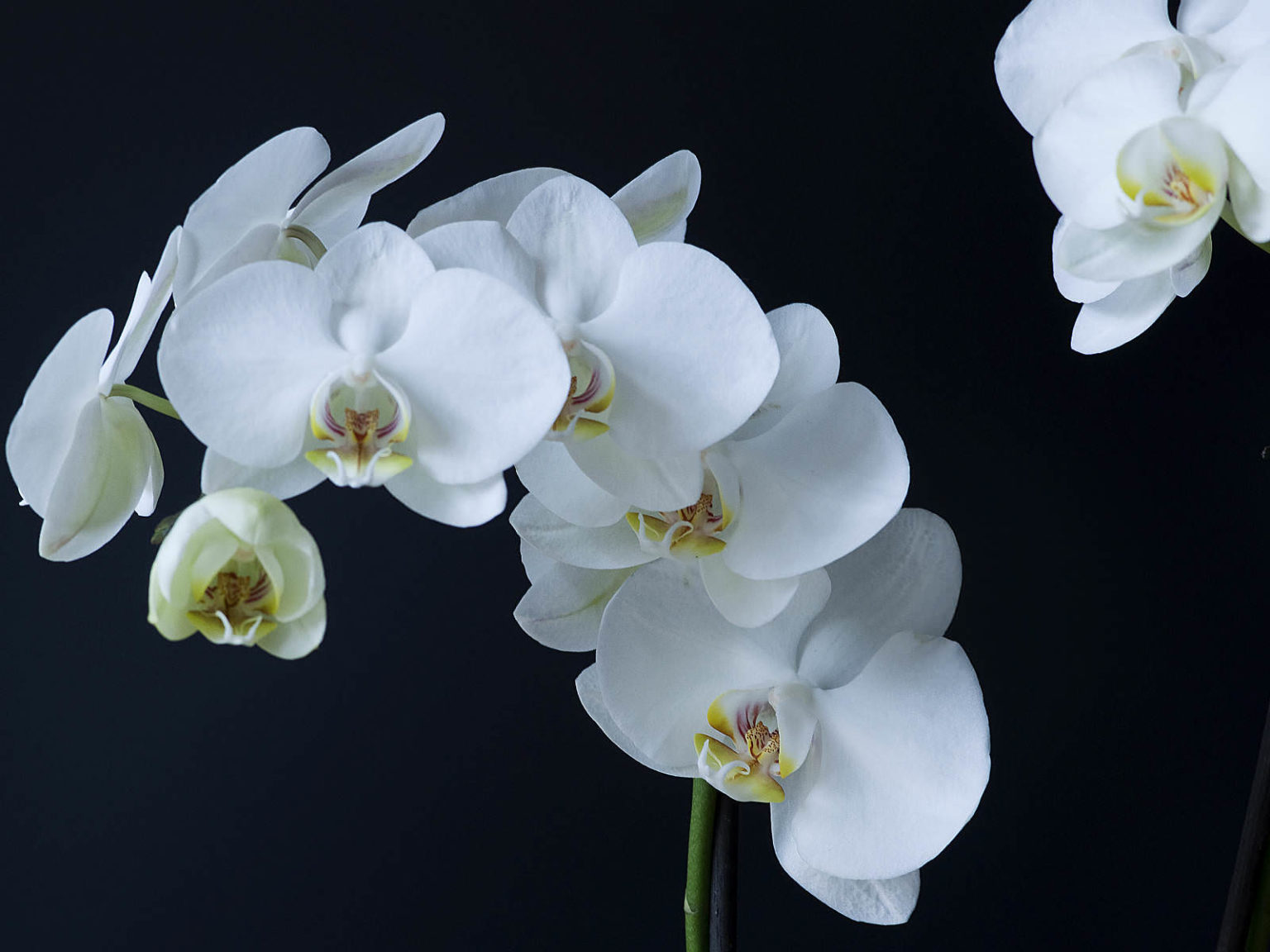 Фото орхидей фаленопсис