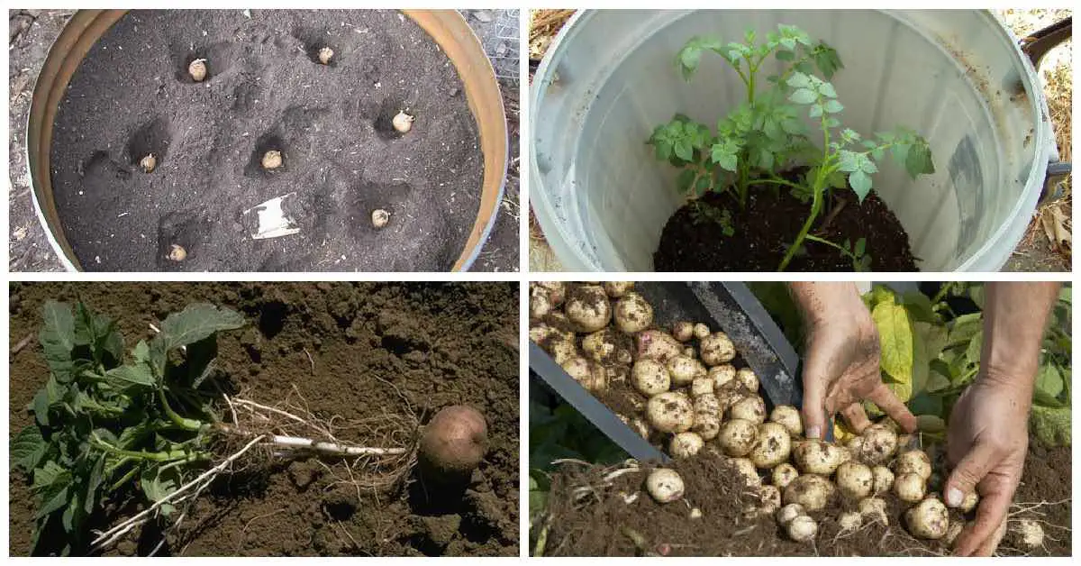 Когда можно сажать картошку в 2024 году. Посадка картошки в мешках. Способы посадки картофеля. Посадка картошки в ведрах. Посадка пророщенного картофеля.