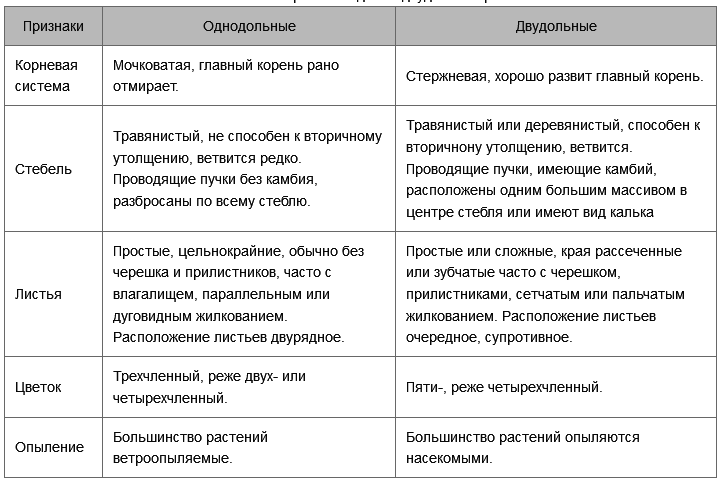 Однодольные растения: характеристика, особенности, значение :: syl.ru