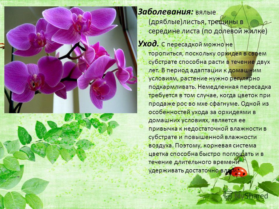 Желтые орхидеи: обзор 10 популярных сортов солнечного цвета, фото растений