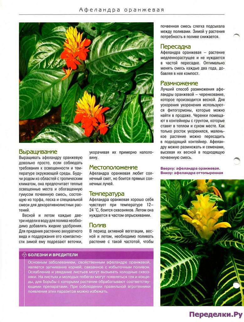 Цветок афеландра — как ухаживать за тропиканкой