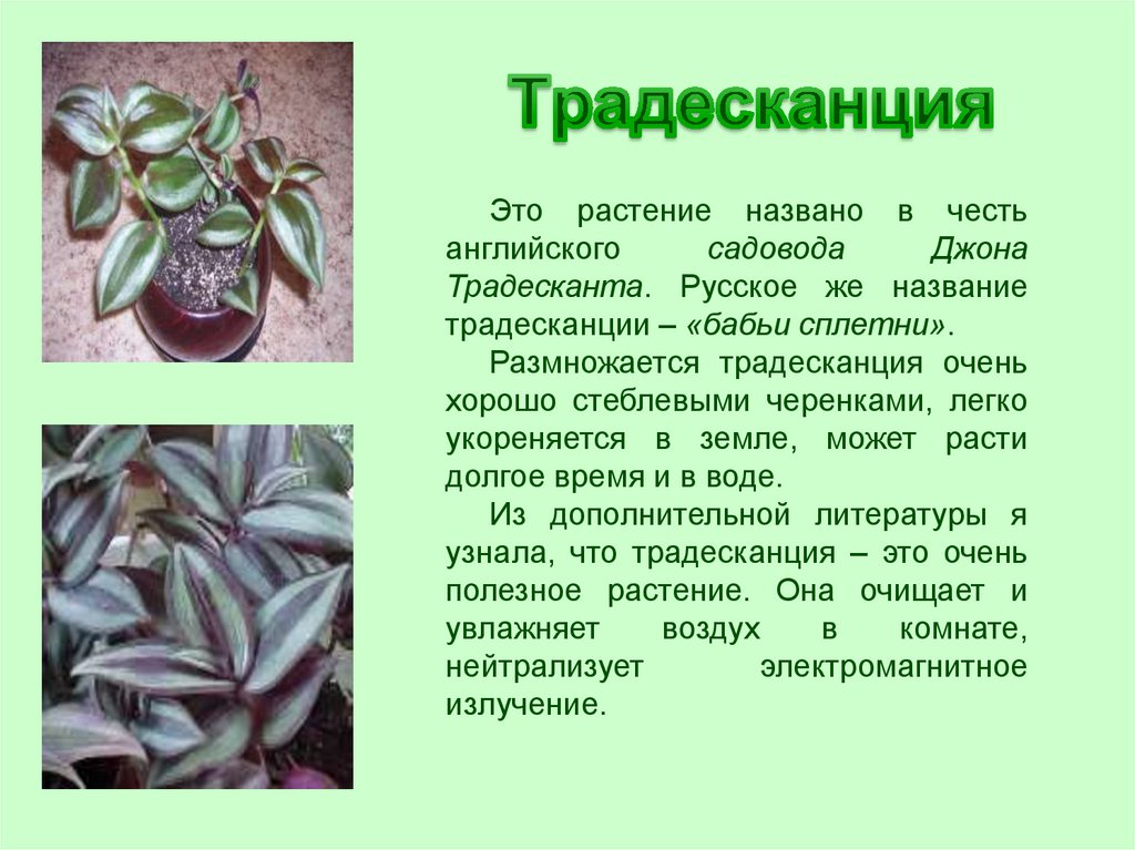 Традесканция традесканция. все о растении. выращивание и уход. (tradescantia variety. tradescantia cultivation.) - описание сорта, саженцы, фото и характерные особенности. традесканция энциклопедия