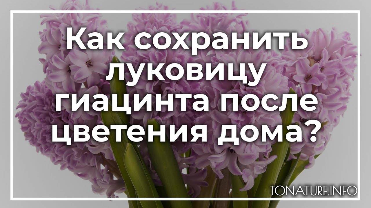 Гиацинт — цветок дождя. посадка, уход, размножение, выращивание, хранение. болезни, вредители. фото — ботаничка