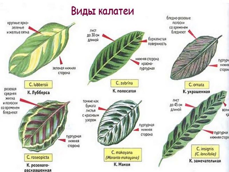 Виды калатей с фото и названиями и описанием