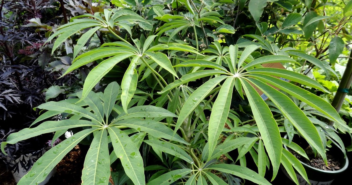 Schefflera Taiwaniana