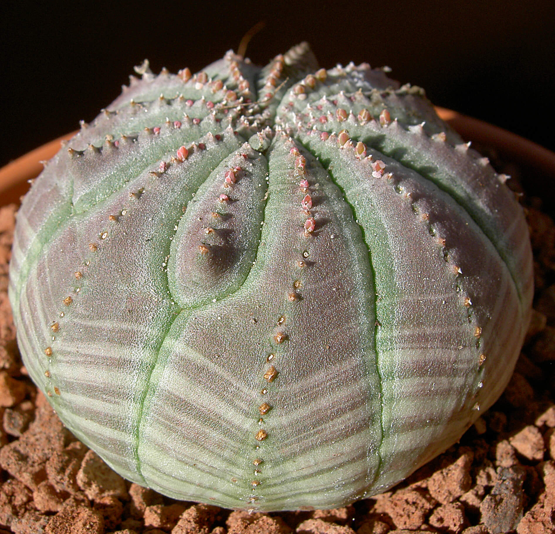 Молочай тучный. Эуфорбия obesa. Молочай тучный (Euphorbia obesa). Euphorbia obesa/эуфорбия обеса. Euphorbia obesa (молочай, эуфорбия).