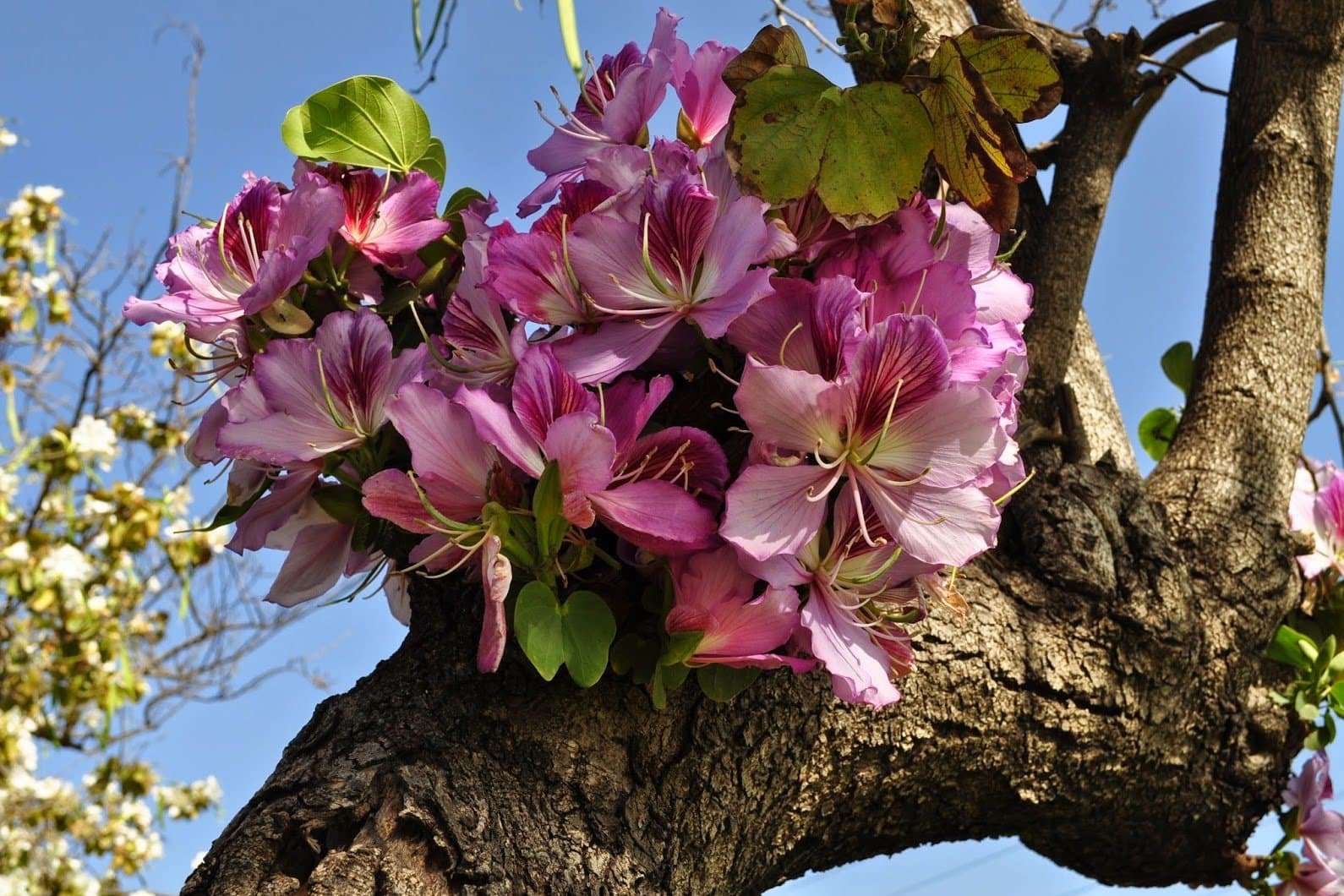 Выращиваем орхидейное дерево баухиния