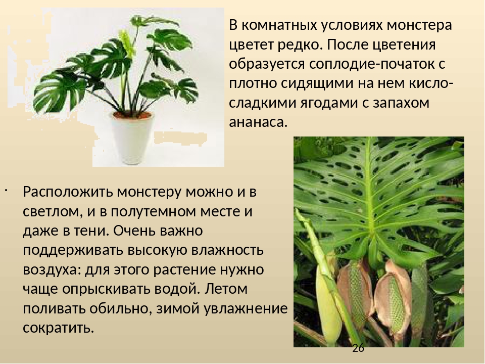 Комнатные растения польза и вред. Монстера вегетативная. Монстера плоды. Монстера комнатное растение описание.