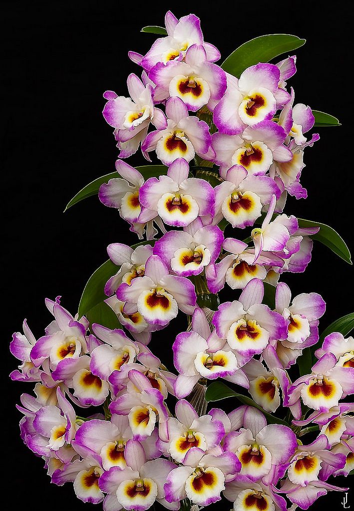 Разновидности орхидей дендробиум фото с названиями и описанием