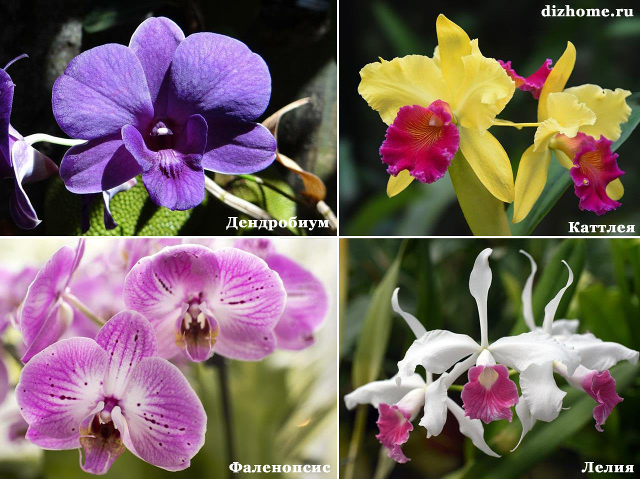 Как отличить орхидею. Орхидея и фаленопсис разница. Дендробиум и Каттлея отличие. Разновидности орхидей бабочек. Орхидея бабочка и обычная различия.