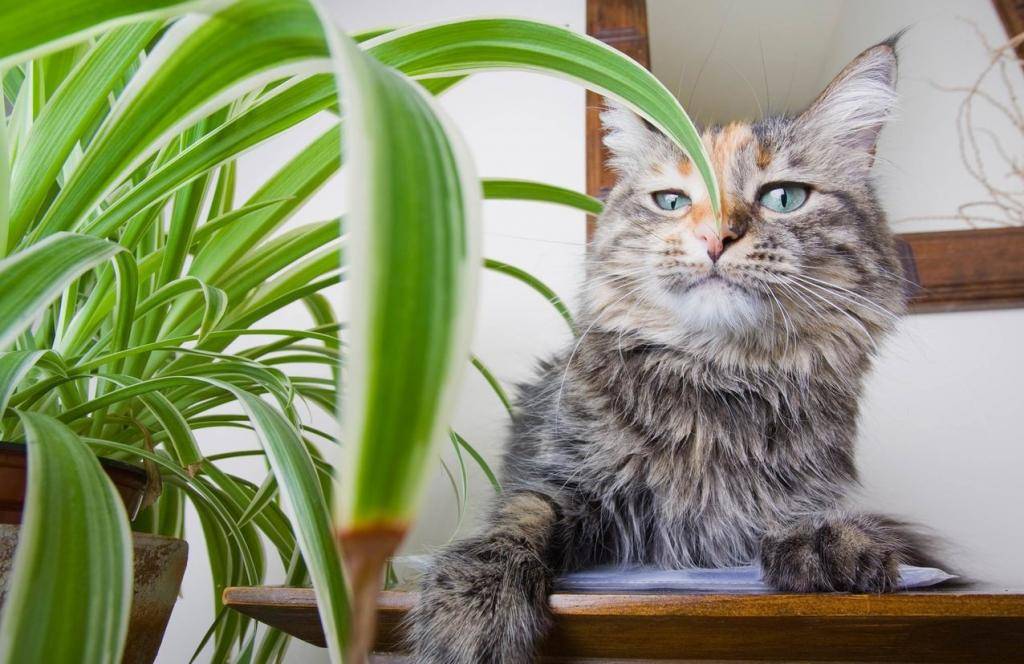 Ядовитые растения для кошек