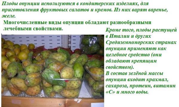 Кактус опунция: размножение, уход в домашних условиях, и как растение цветет, как его пересадить и укоренить черенки культуры?