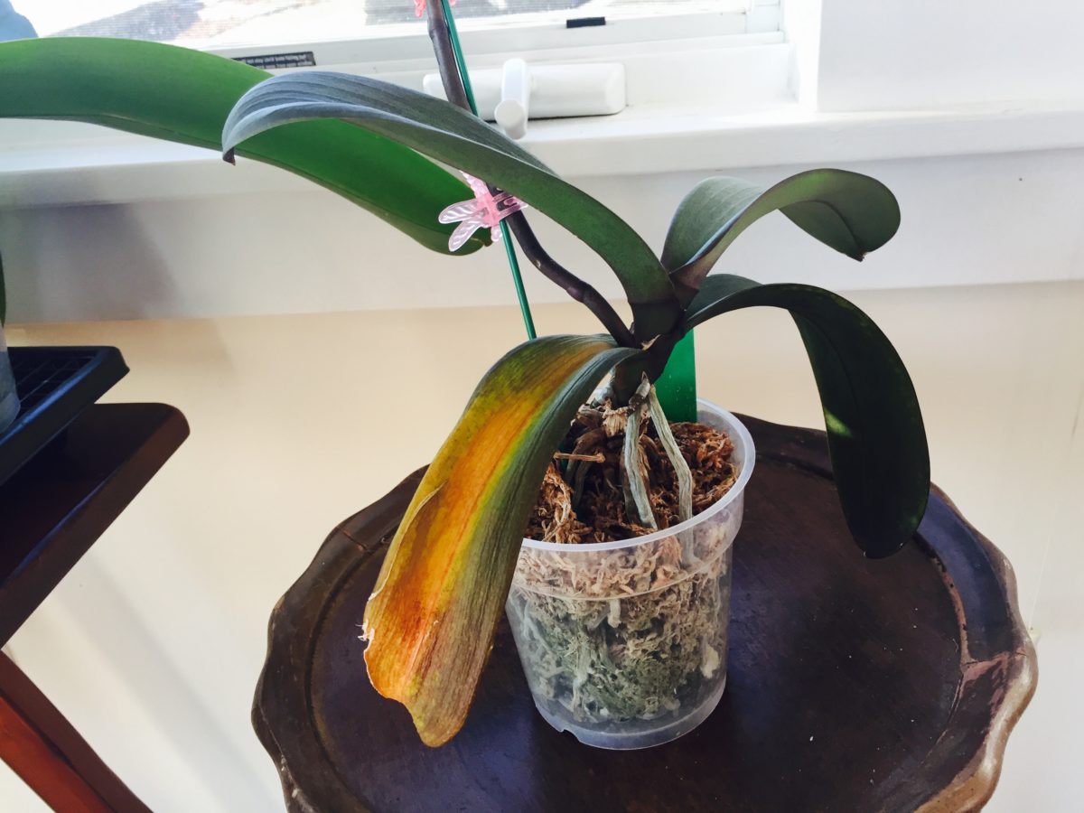 Что делать если у орхидеи желтеют листья