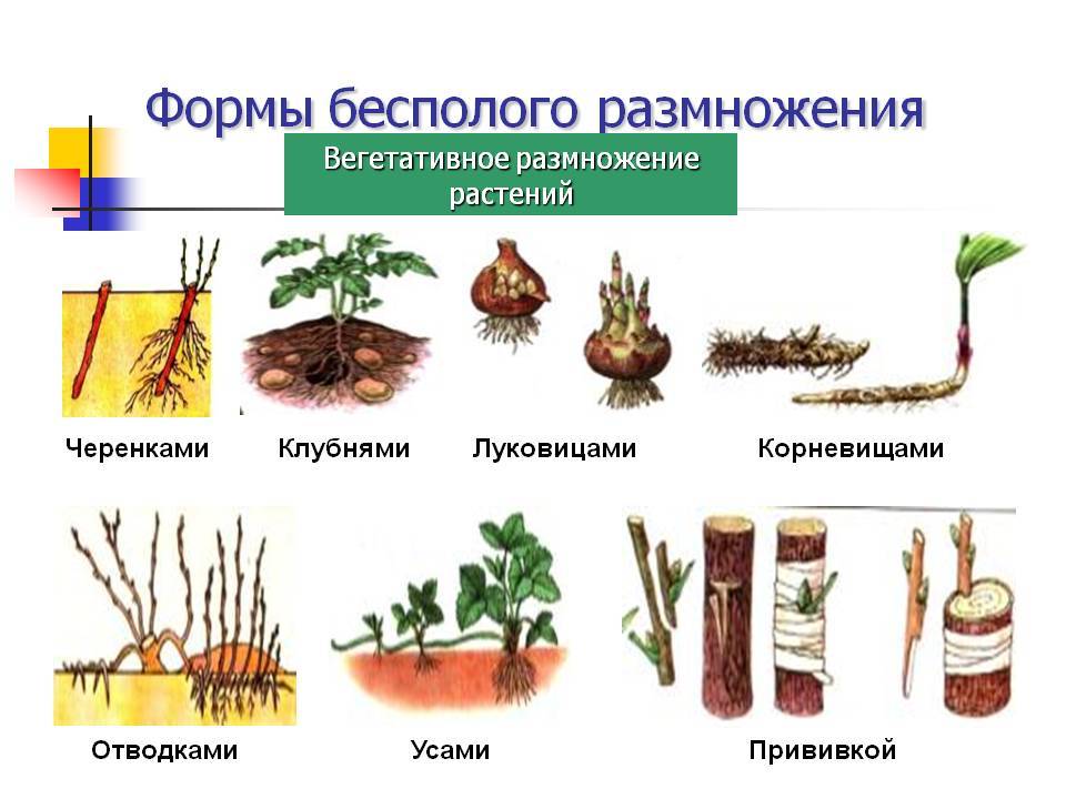 Ятрофа – посадка, выращивание и уход в домашних условиях, фото видов