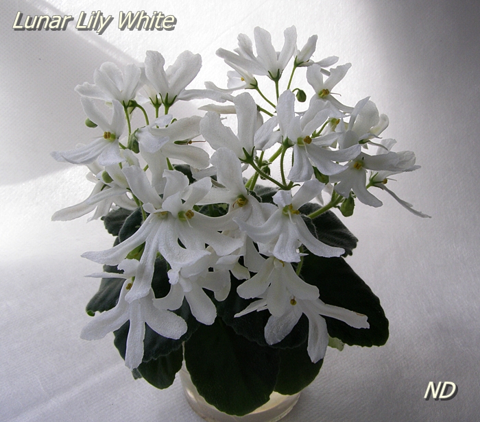 Lunar lily white фиалка фото