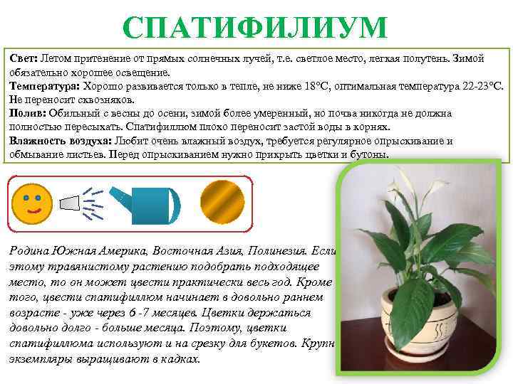Пахифитум