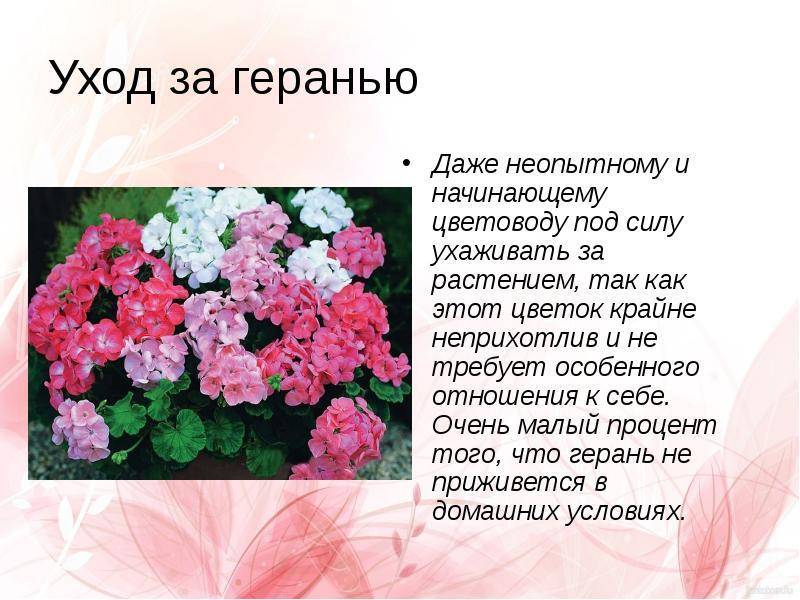 Полезно знать опытному цветоводу и новичку: особенности ухода за пеларгонией в домашних условиях