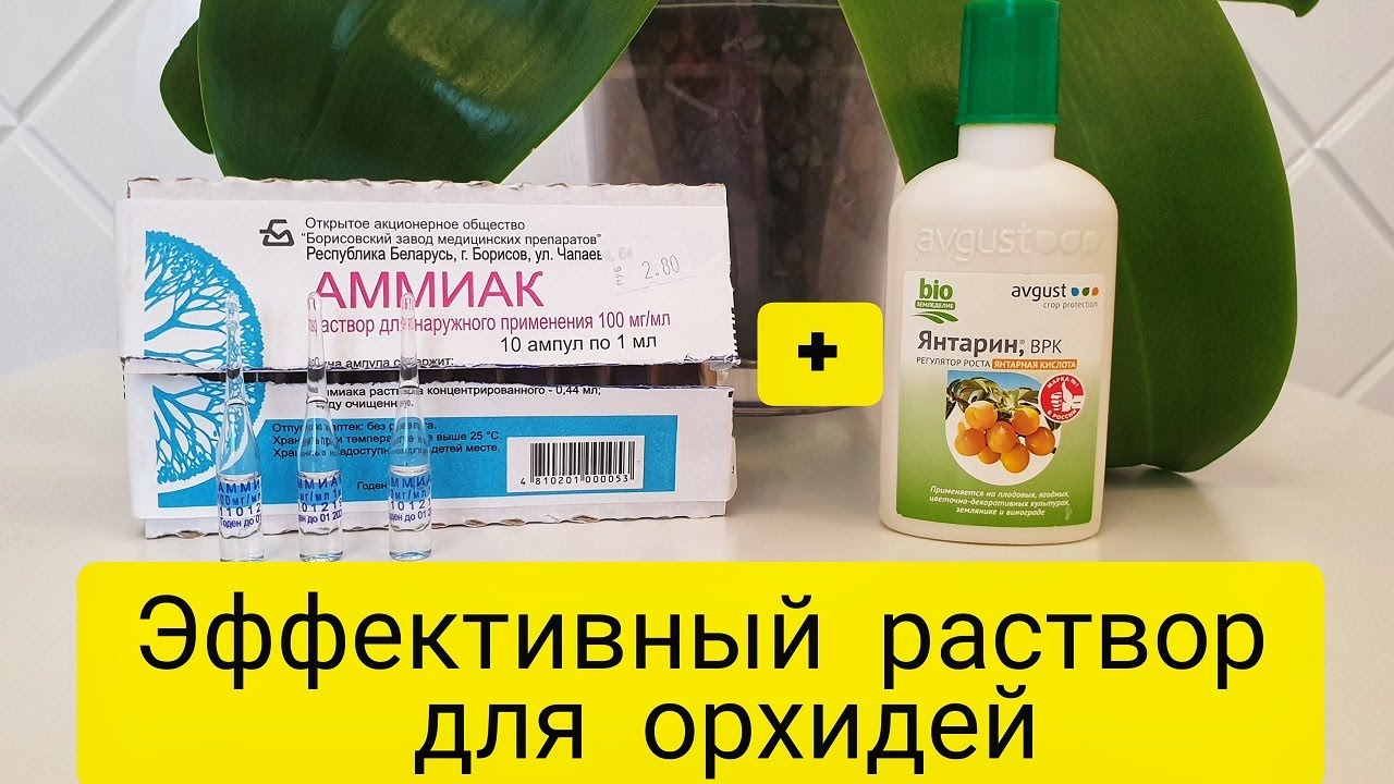 Янтарная кислота – универсальный биостимулятор и подкормка