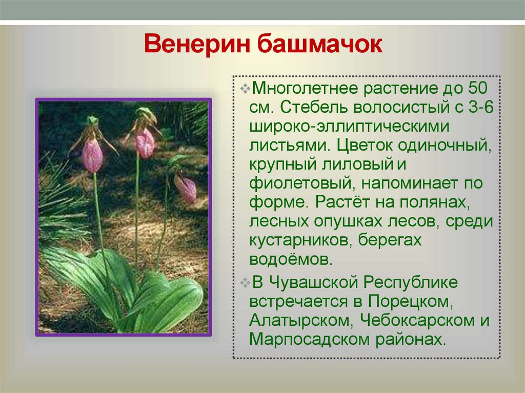 Орхидеи уход - как правильно ухаживать за орхидеей - советы от специалистов студии фитодизайна флорен