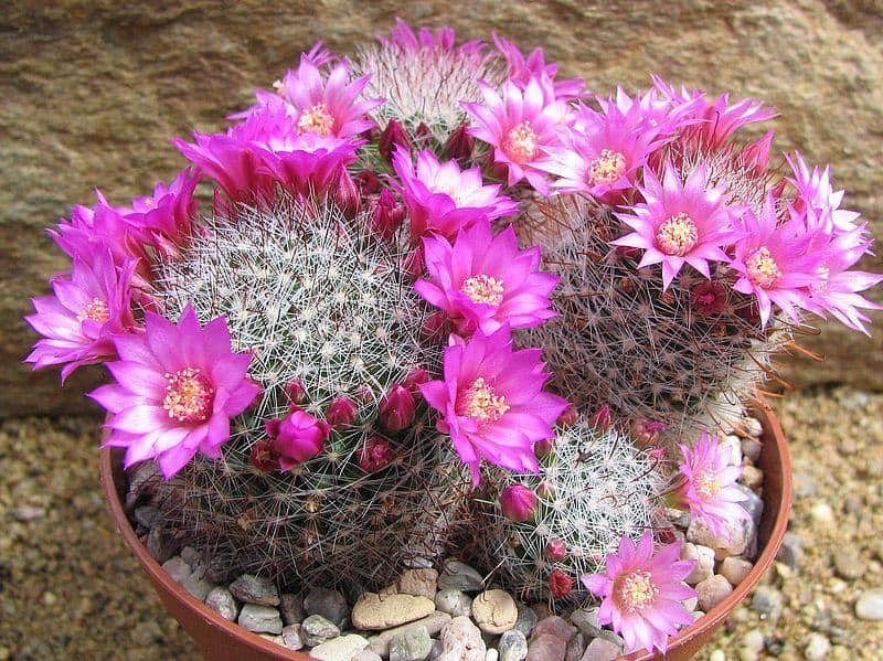 Кактусы рода маммиллярия (mammillaria), некоторые виды, условия содержания - 1 — floraprice.ru
