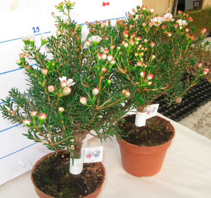 Уход за хамелациумом или восковым миртом (chamelaucium uncinatum)