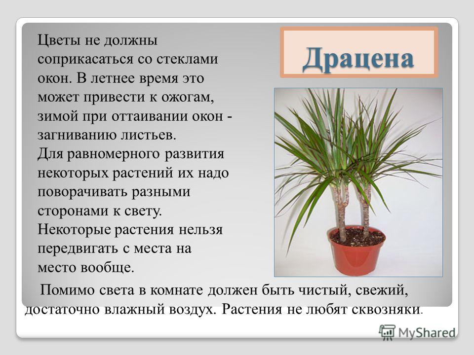 Пальма арека: 6 важных советов по уходу и размножению