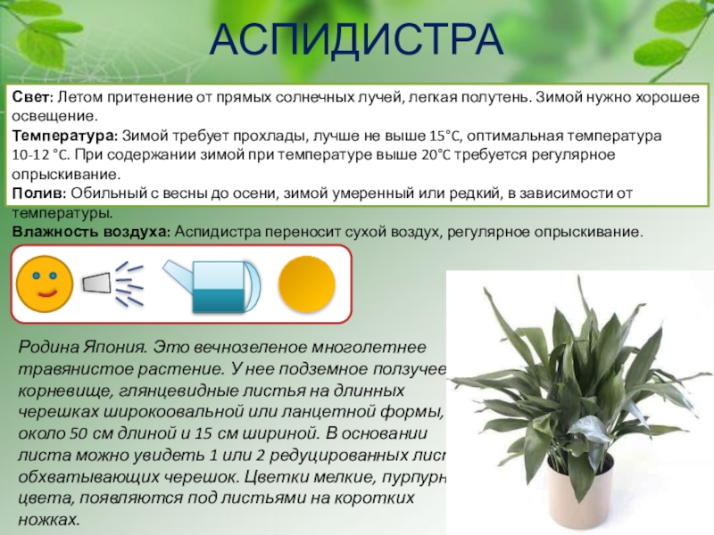 Цветок аспидистра: фото, элатиор, приметы и суеверия, как цветет, виды, уход в домашних условиях